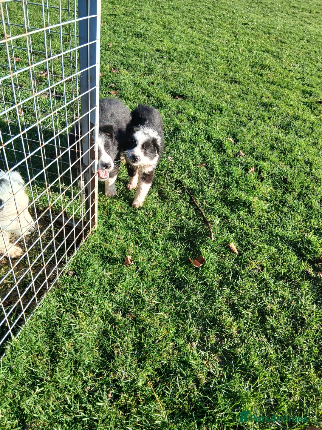 Border Collie dogs for sale: Long coated traditional border collie pups - Advert 25