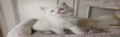 Ragdoll 3