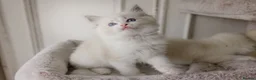 Ragdoll cats for sale: the Best Ragdoll kittens - Advert 18