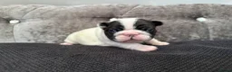 French Bulldog dogs for sale: Fully tested genetic and health puppies - Advert 3