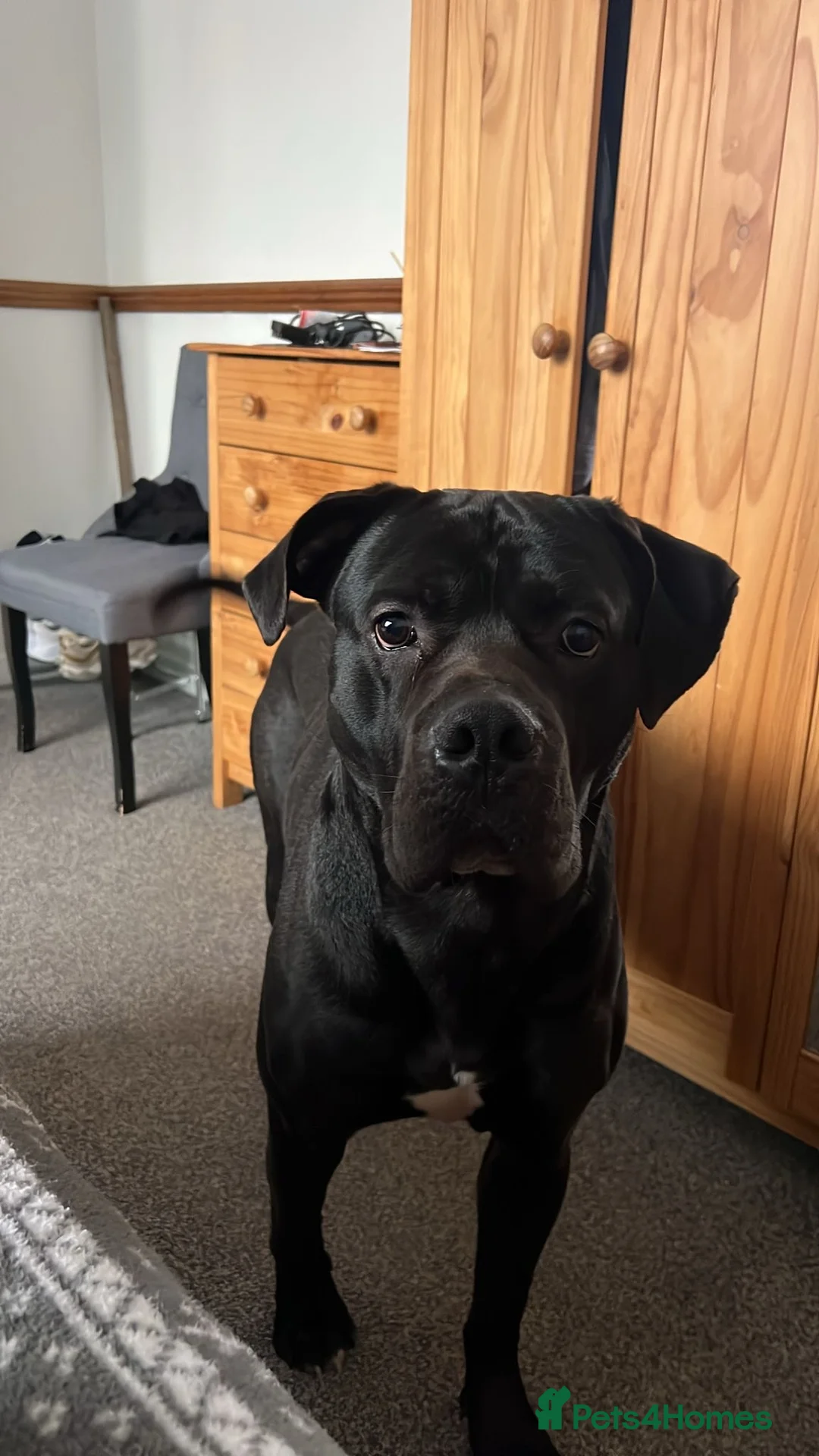 Mixed Breed dogs for sale: Cane corso/ grate dane male - Advert 1