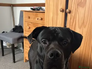 Mixed Breed dogs Cane corso/ grate dane male - Advert 18