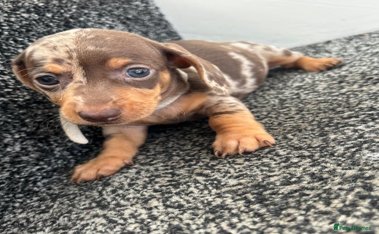 Miniature Dachshund dogs - Advert 7