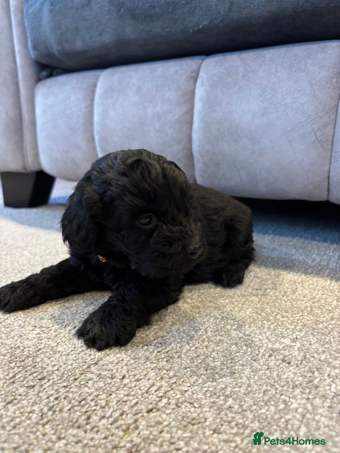 Cockapoo dogs for sale: Six stunning cockapoo puppies - Advert 29