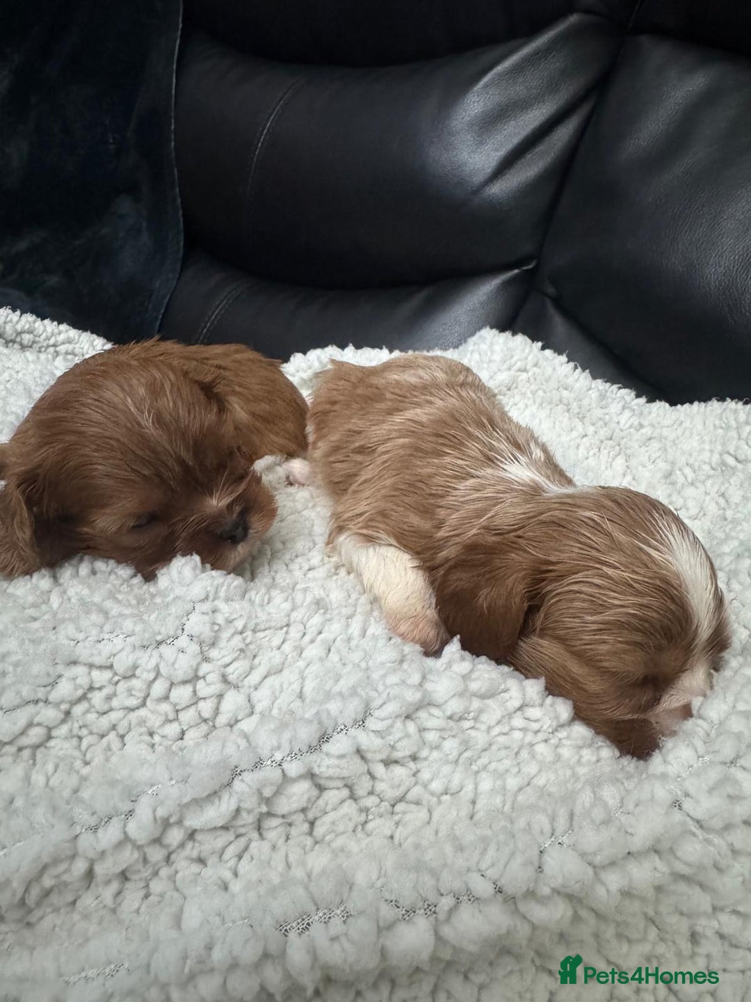 Cavalier King Charles Spaniel dogs for sale: Cavalier King Charles puppies - Advert 2