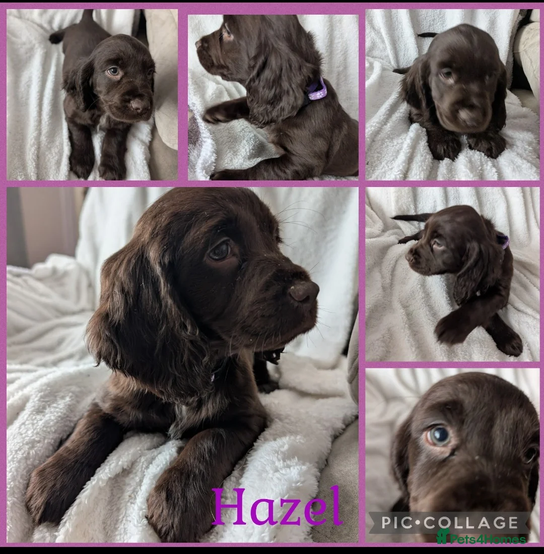 Cocker Spaniel dogs for sale: Cockerspaniel puppies ready soon! - Advert 5