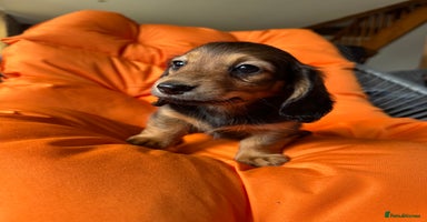 Dachshund dogs - Advert 2