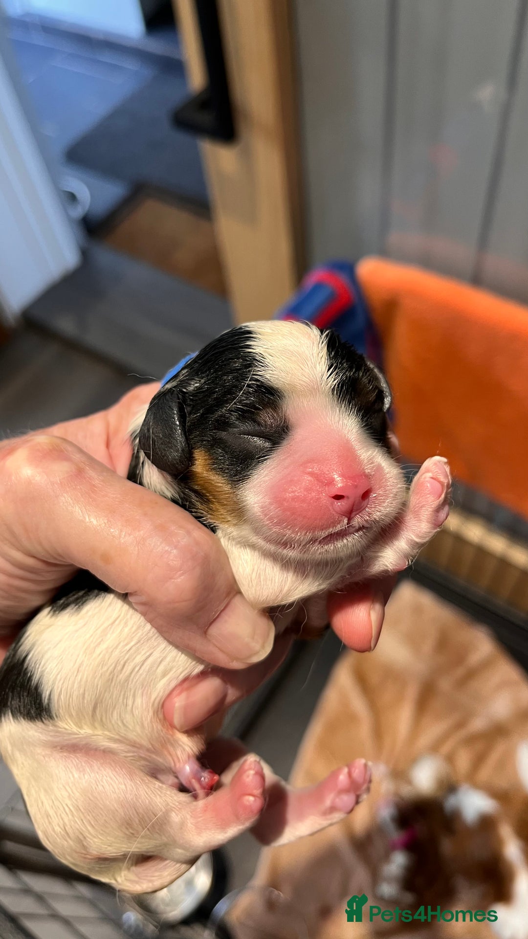Cavalier King Charles Spaniel dogs for sale: Stunningly cute Cavalier King Charles Puppies  - Image 10