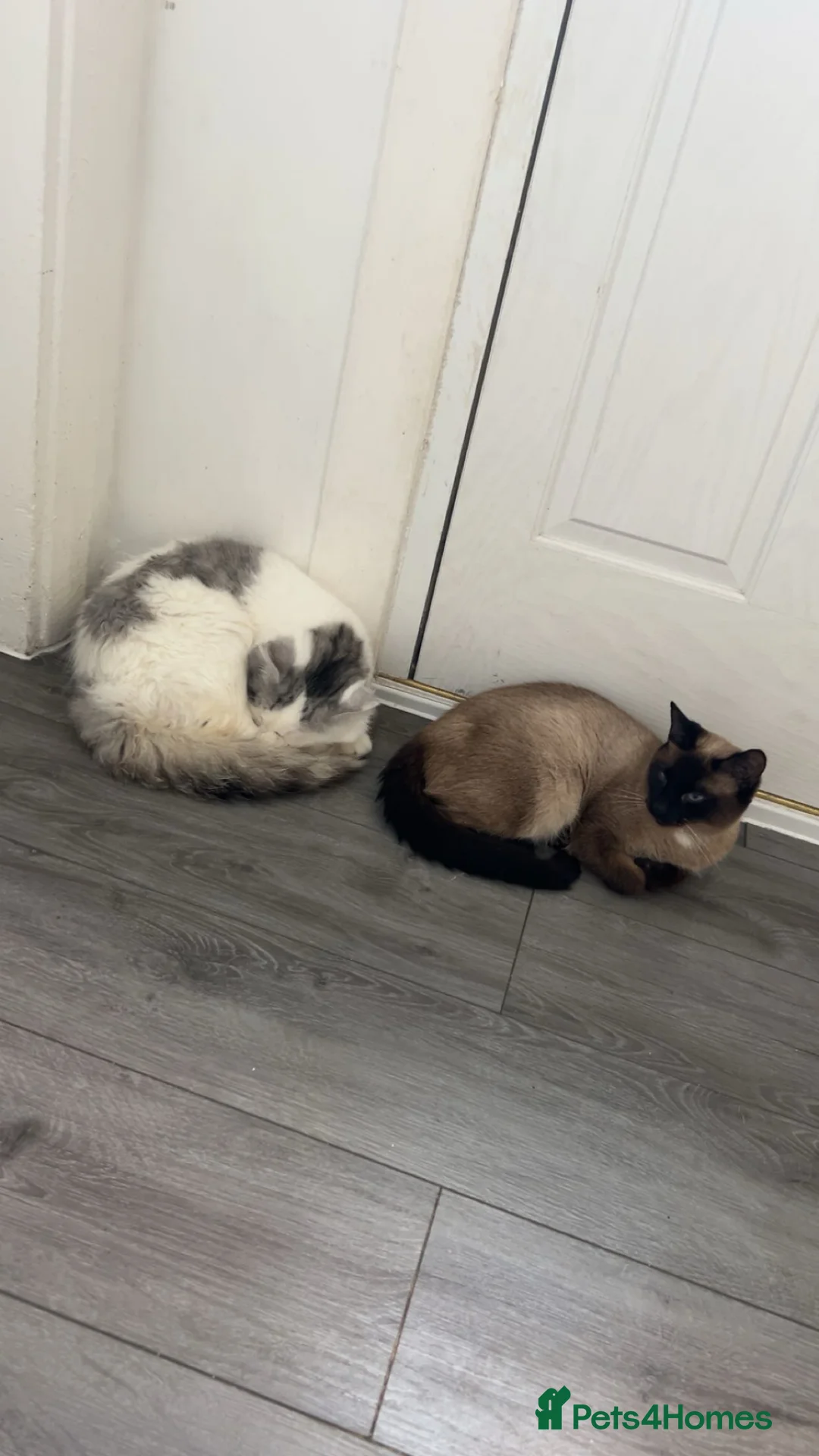 Perdoll cats for sale: Beautiful perdoll babies ❤️ - Advert 17