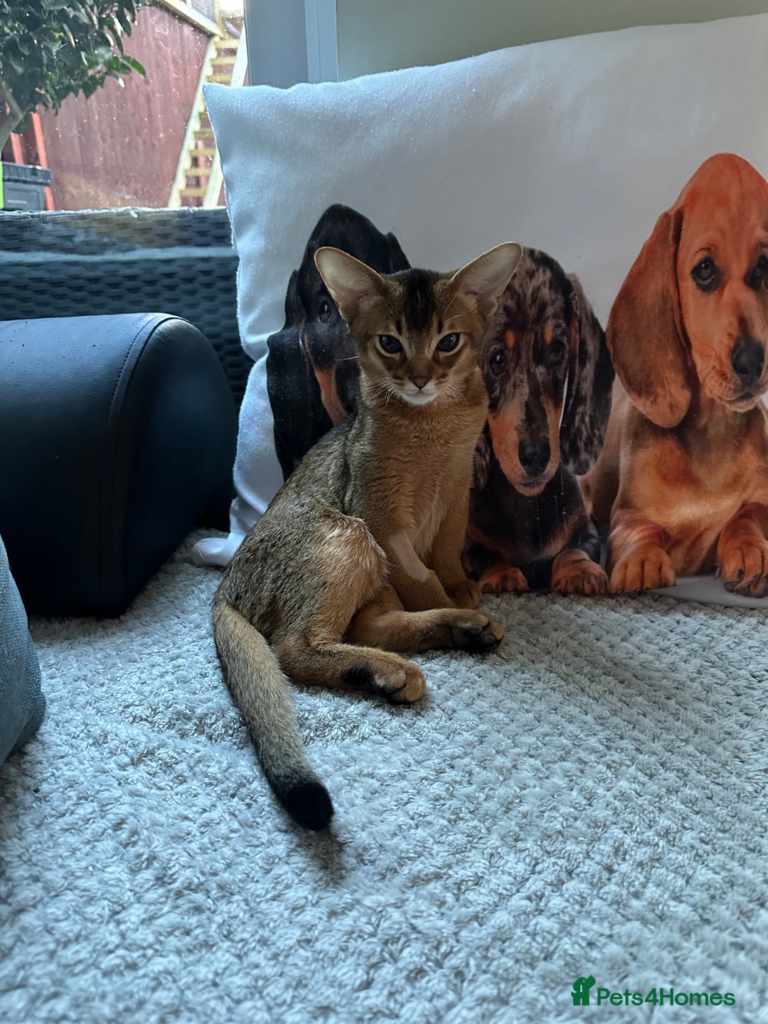 Abyssinian cats for sale: Pedigree Abyssinian kittens  - Advert 3