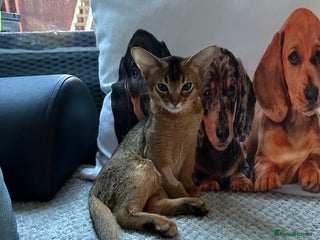 Abyssinian cats Pedigree Abyssinian kittens - Advert 2