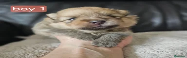 Pomeranian 1