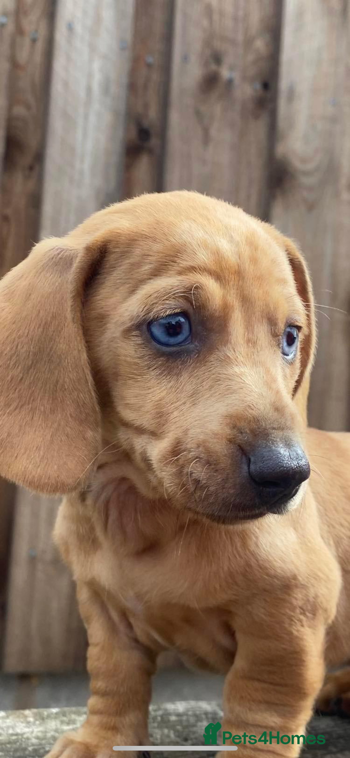 Dachshund dogs Female dachshund for sale  - Advert 1