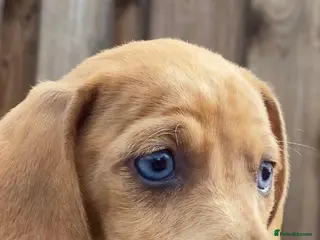 Dachshund dogs Female dachshund for sale - Advert 1