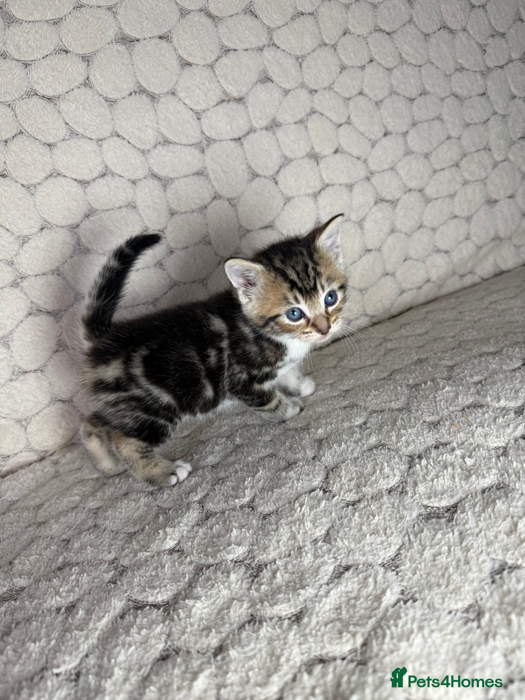 Mixed Breed cats for sale: ONLY ONE LITTLE BOY KITTEN LEFT - Advert 7