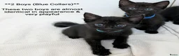 Mixed Breed cats for sale: Black Kittens 2 Boys - 2 Girls  - Advert 6
