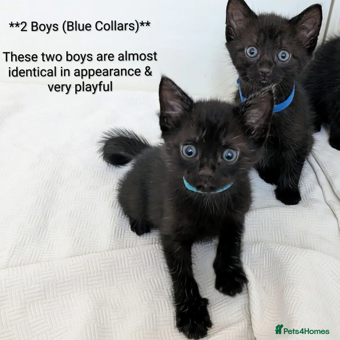 Mixed Breed cats for sale: Black Kittens 2 Boys - 2 Girls  - Advert 6