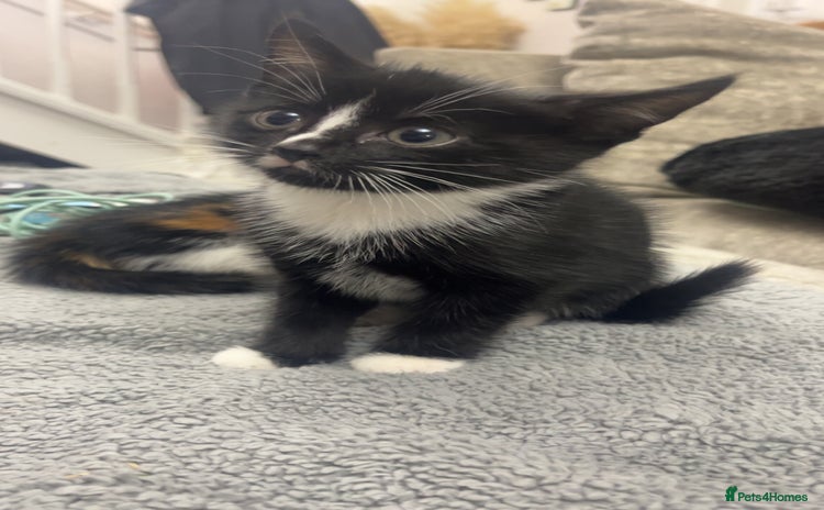 British Shorthair cats - Advert 10