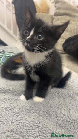 British Shorthair cats - Advert 10