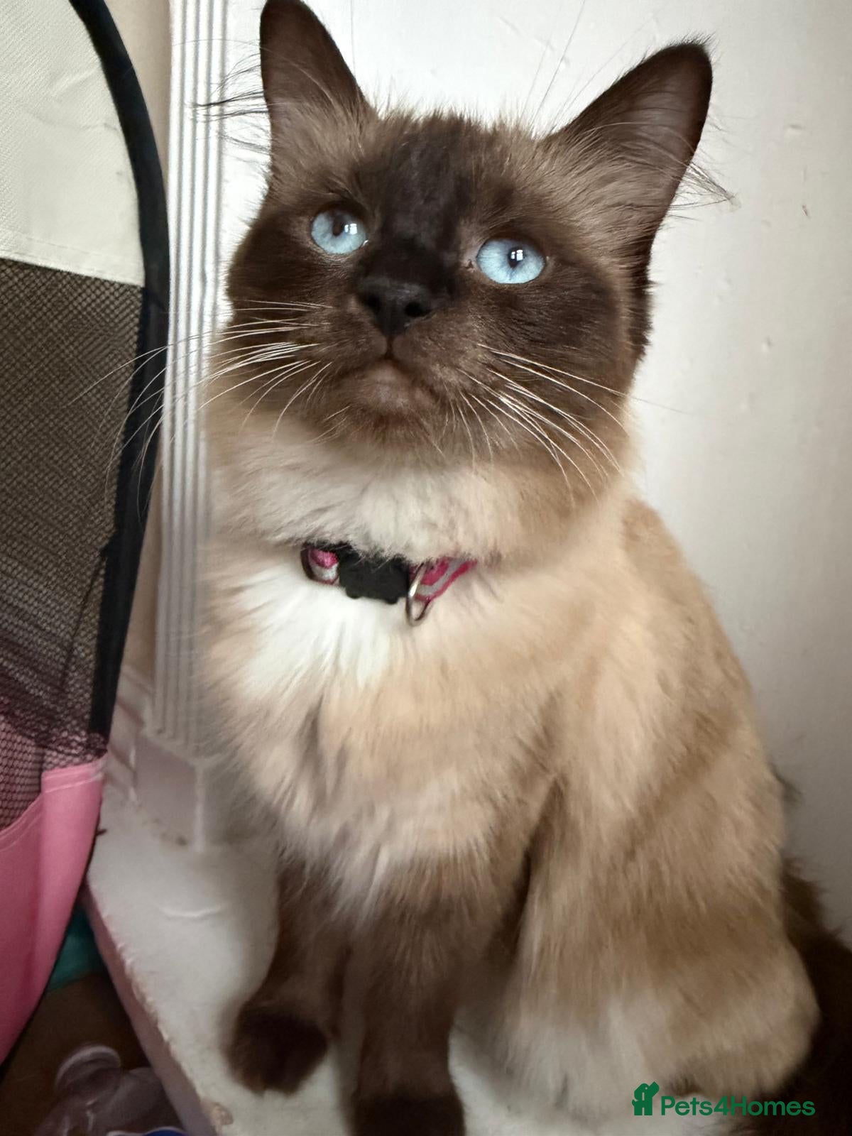 Ragdoll cats Purebred Ragdoll Kittens Seeking Loving Homes - Advert 4