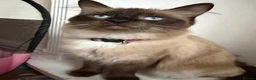 Ragdoll cats for sale: Purebred Ragdoll Kittens Seeking Loving Homes in Rotherham - Advert 1