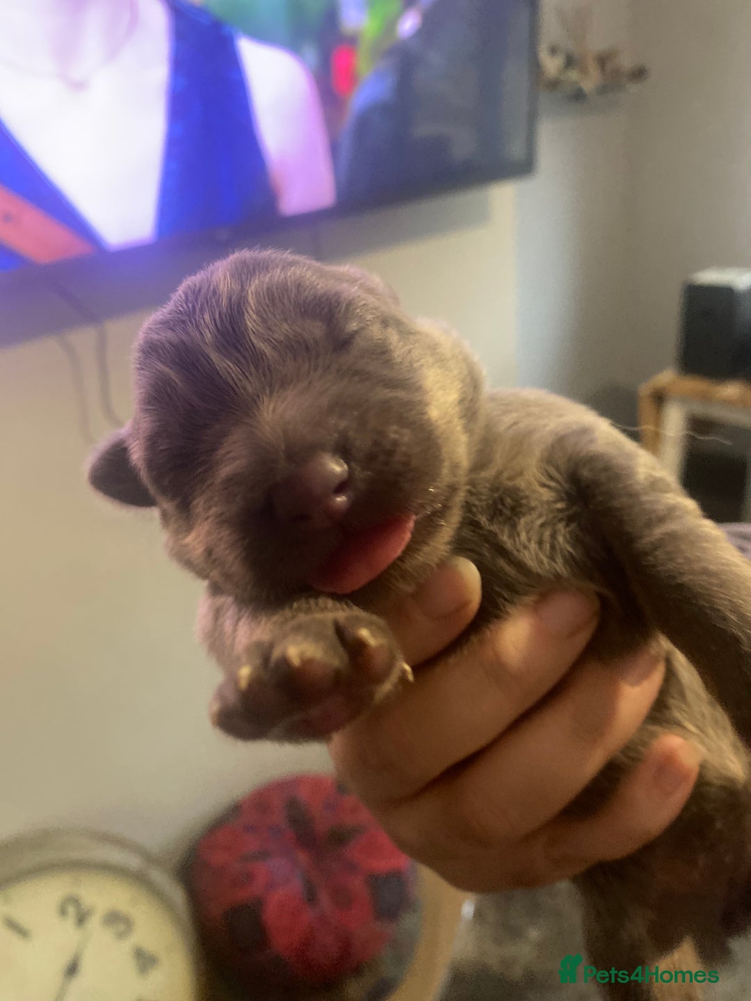 German Shepherd dogs for sale: Blue GSD’s - Advert 2