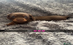 Miniature Dachshund dogs for sale: Miniature dachshunds  - Image 3