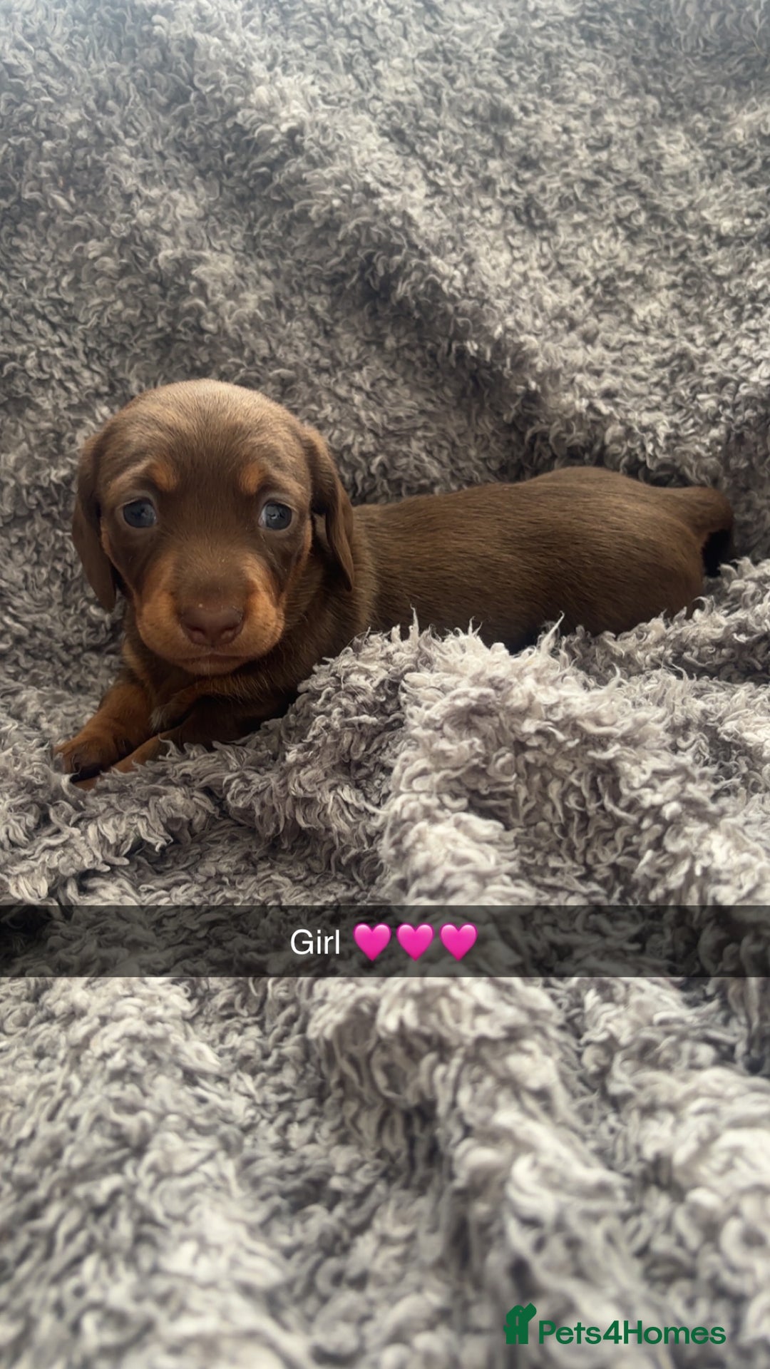 Miniature Dachshund dogs for sale: Miniature dachshunds  - Image 3