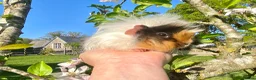 Guinea Pig rodents for sale: Guinea Pig Looking for their forever homes  - Advert 9