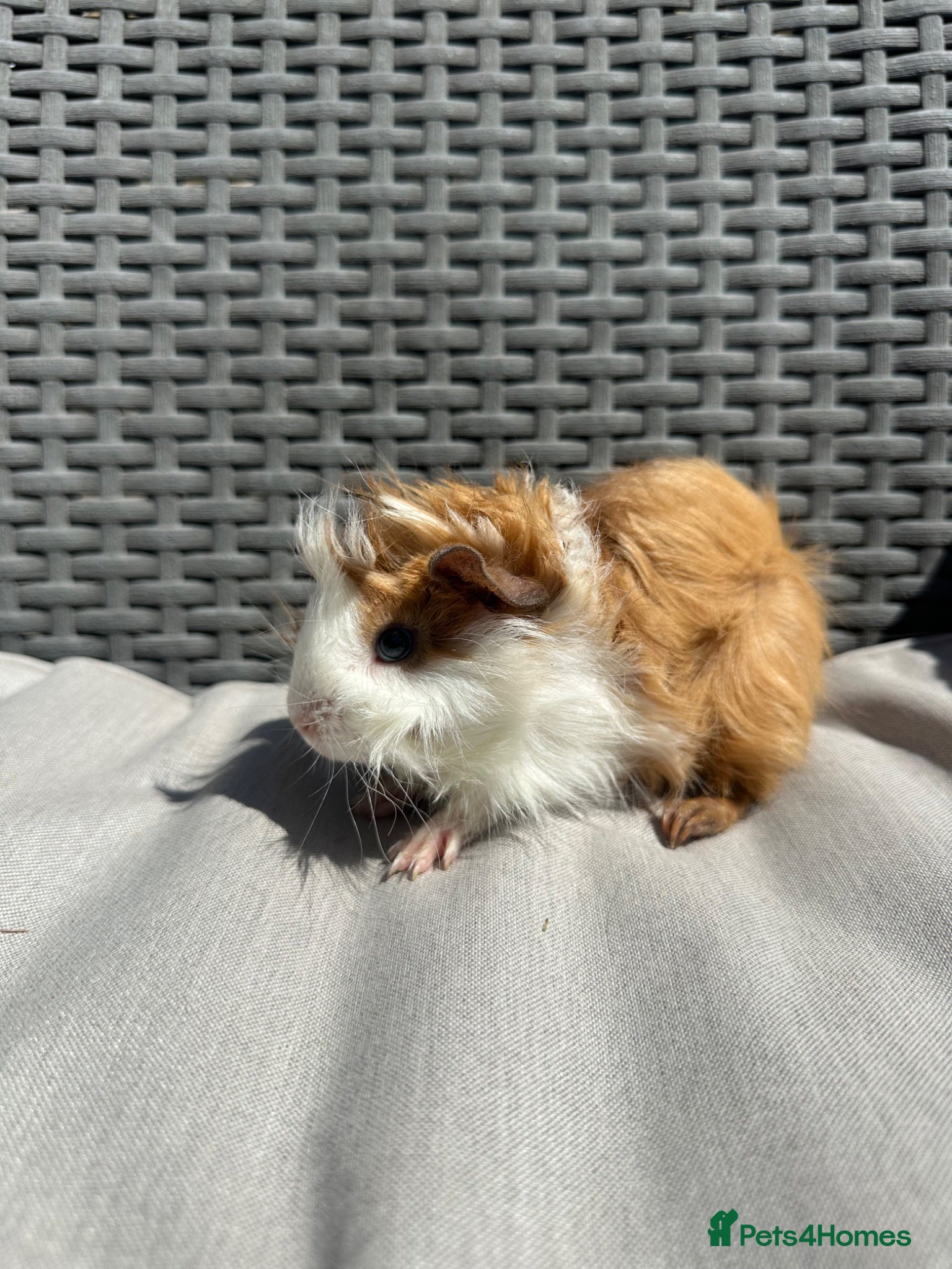 Guinea Pig rodents Very handsome baby long haired guinea pigs. - Advert 1