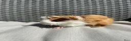 Guinea Pig rodents for sale: Very handsome baby long haired guinea pigs. - Advert 13