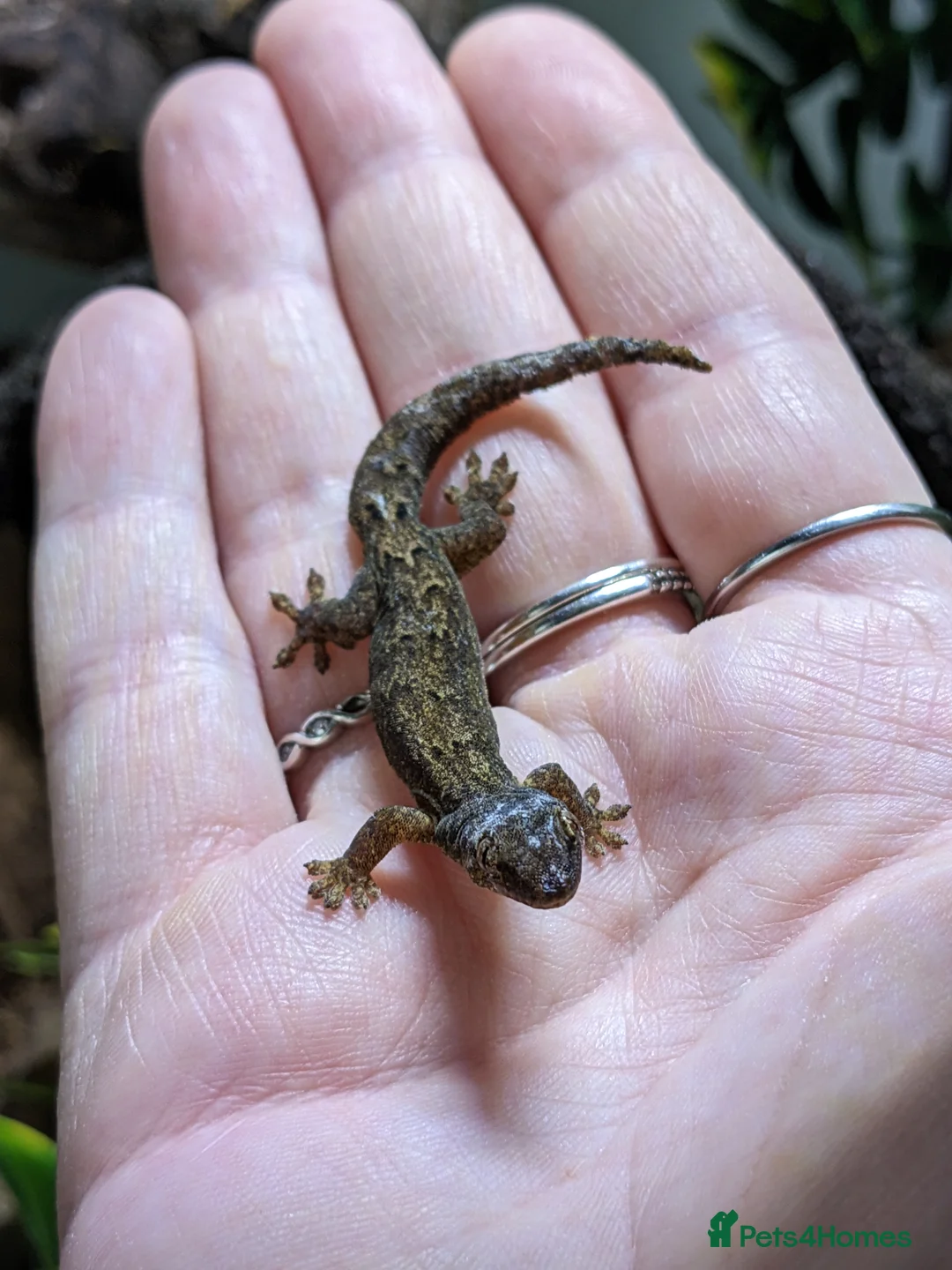 Gecko reptiles for sale: Mourning Geckos  - Advert 6