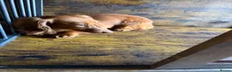 Miniature Dachshund dogs for sale: Long fur miniature dachshund  - Advert 5