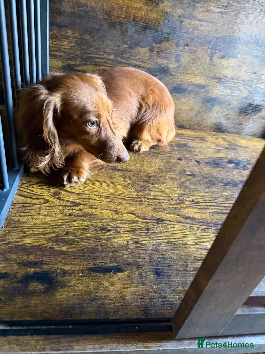 Miniature Dachshund dogs for sale: Long fur miniature dachshund  - Advert 5