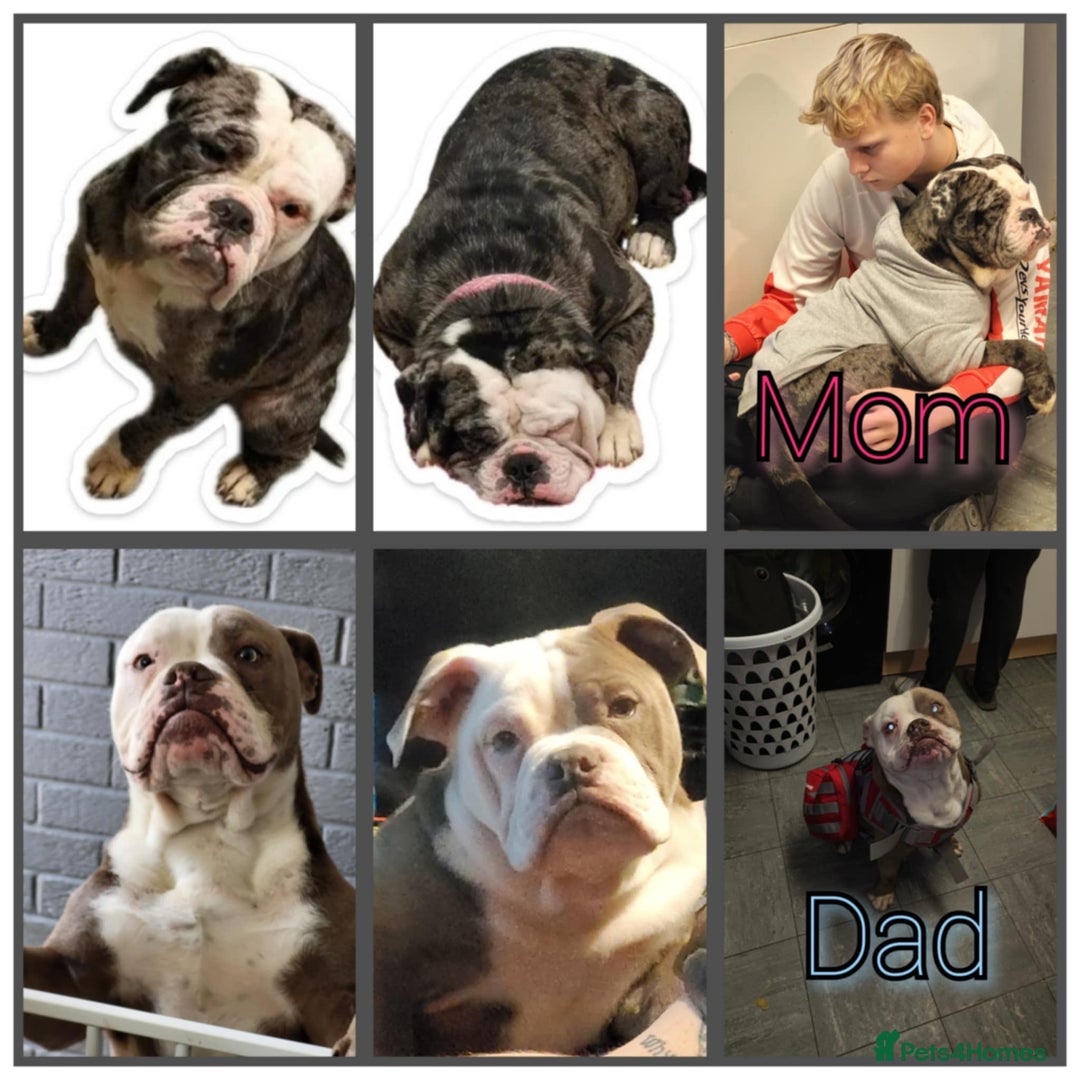 Olde English Bulldogge dogs for sale: Olde English bulldogge Merle female  - Image 8