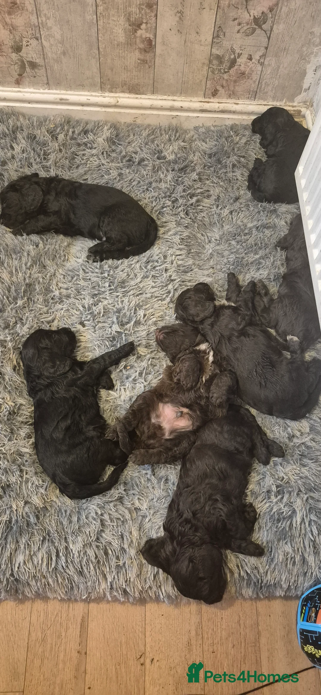 Mixed Breed dogs for sale: Beautiful Sprockerpoo puppies 😍 - Advert 4