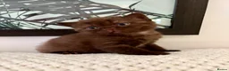 British Shorthair cats for sale: 🐾💙Beautifully Stunning GCCF BSH Kittens💙🐾 - Advert 16