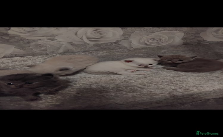 Mixed Breed cats Ragdoll x British Shorthair kittens - Advert 3