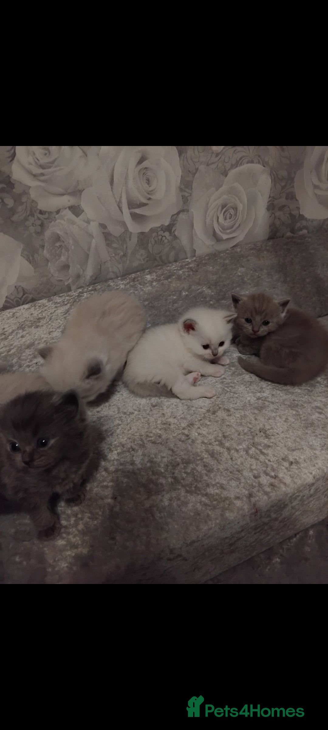 Mixed Breed cats for sale: Ragdoll x British Shorthair kittens - Advert 1