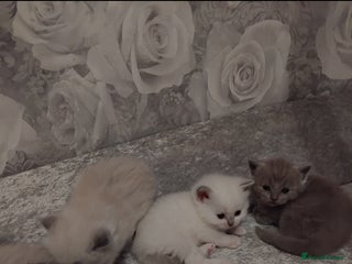 Mixed Breed cats for sale: Ragdoll x British Shorthair kittens - Advert 1