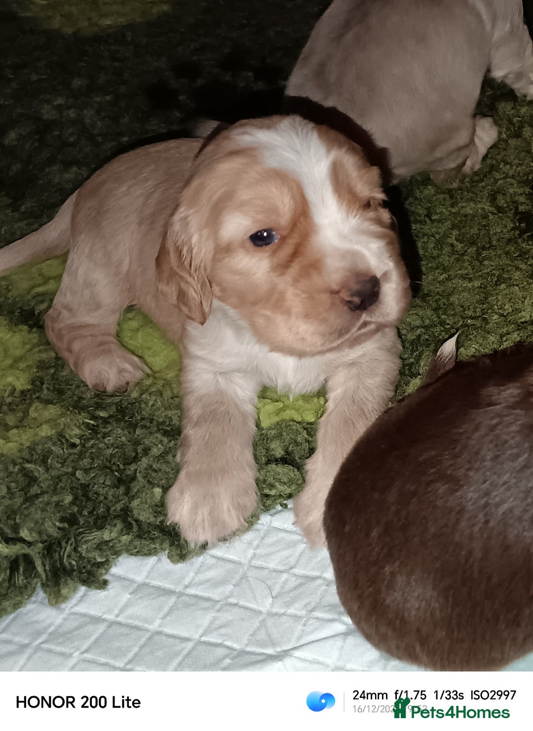 Cocker Spaniel dogs for sale: Show type Cocker Spaniel puppies - Advert 11