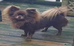 Chihuahua dogs for sale: Outstanding Quality Long Coat Chihuahua  - Image 1