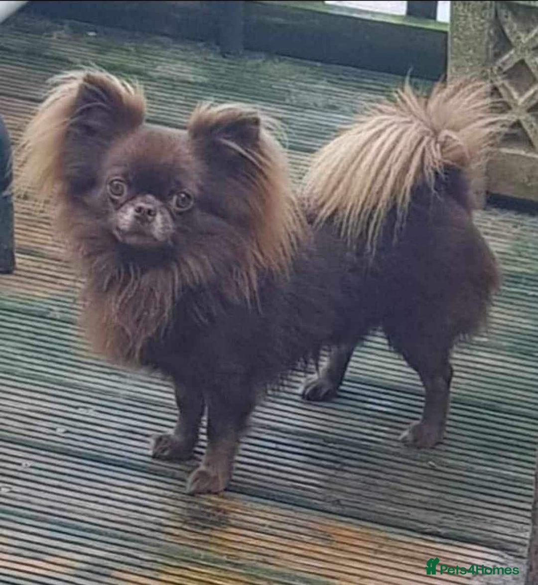 Chihuahua dogs for sale: Outstanding Quality Long Coat Chihuahua  - Image 1