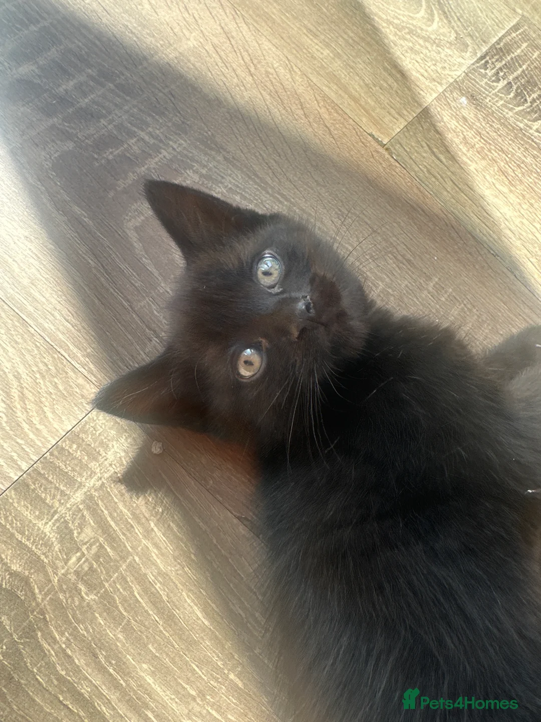 Mixed Breed cats for sale: Kittens for sale - Advert 2