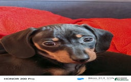 Miniature Dachshund dogs for sale: Family raised Miniature Dachshund puppies  - Image 3
