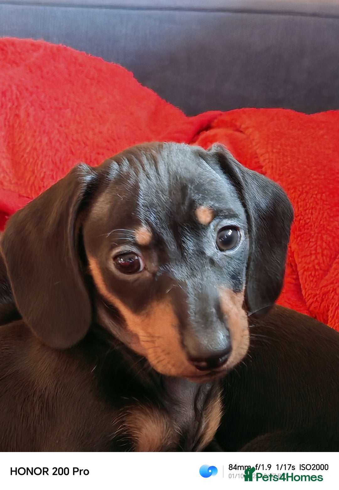 Miniature Dachshund dogs for sale: Family raised Miniature Dachshund puppies  - Image 3