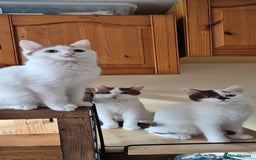 British Shorthair cats for sale: British Shorthair kittens  - Image 5