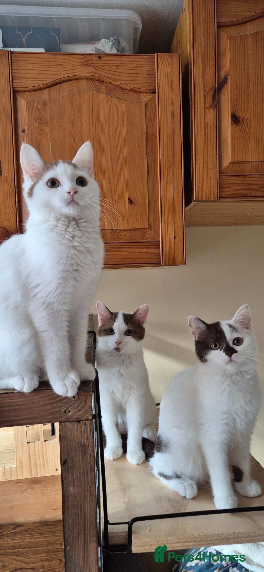 British Shorthair cats for sale: British Shorthair kittens  - Image 5