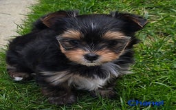 Yorkshire Terrier dogs for sale: Miniature Yorkshire Terrier Puppies - Image 15