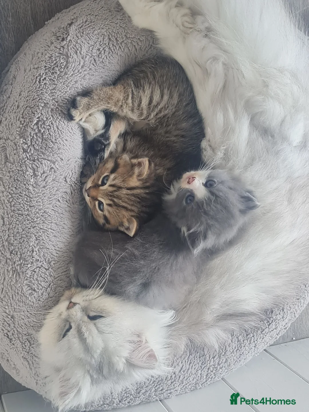 Persian cats for sale: Ready now, persian and cross  - Advert 12